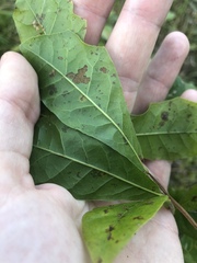 Quercus sinuata sinuata