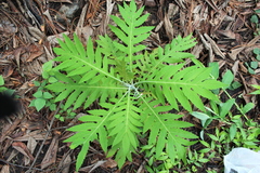 Bocconia arborea