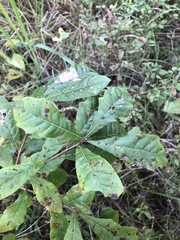 Quercus sinuata sinuata