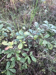 Quercus sinuata sinuata