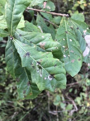Quercus sinuata sinuata
