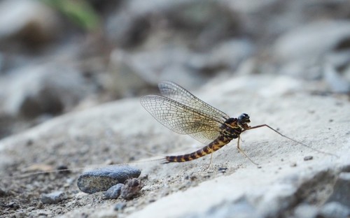Scarce Summer Mayfly
