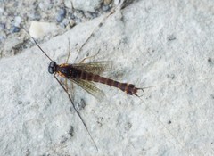 Siphlonurus armatus