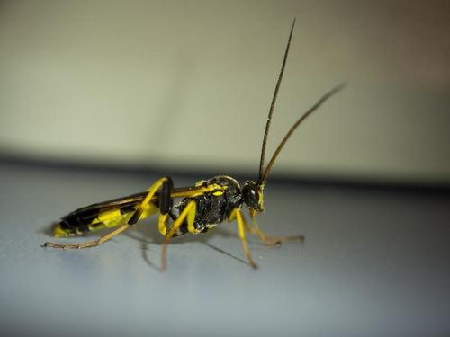 Toothed Tiger Ichneumon