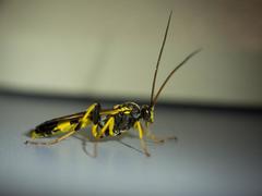 Toothed Tiger Ichneumon