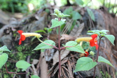 Achimenes antirrhina