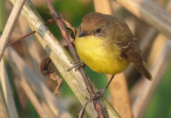 Pseudocolopteryx flaviventris