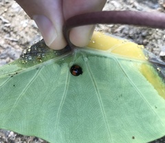 Coelophora biplagiata