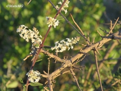 Aloysia gratissima