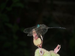 Dythemis nigra