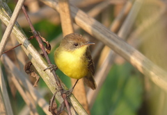 Pseudocolopteryx flaviventris