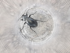Calosoma laeve