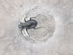 Calosoma laeve