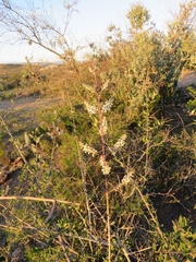 Aloysia gratissima