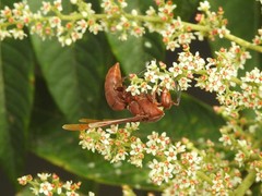 Polistes strigosus