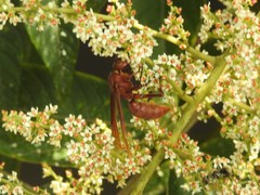 Polistes strigosus