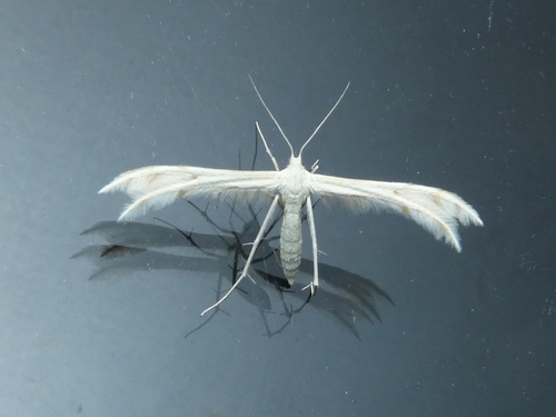 Horehound Plume