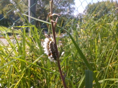 Megalopyge defoliata