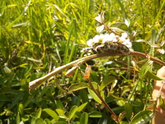 Megalopyge defoliata