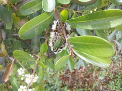 Megalopyge defoliata