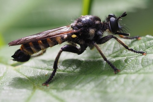 Choerades fimbriata