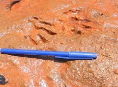 Procyon cancrivorus