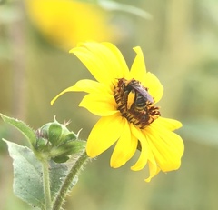 Svastra obliqua expurgata