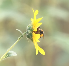 Svastra obliqua expurgata