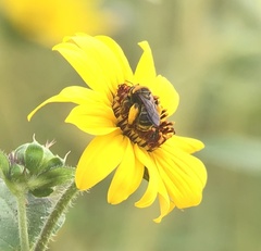 Svastra obliqua expurgata