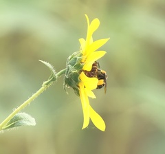 Svastra obliqua expurgata