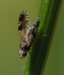 Tephritis neesii