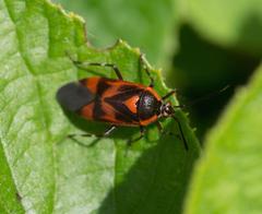 Deraeocoris trifasciatus