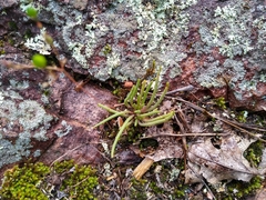 Phemeranthus parviflorus