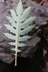 Bocconia arborea