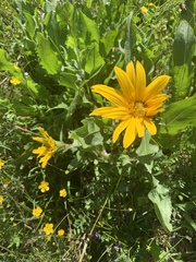 Wyethia longicaulis