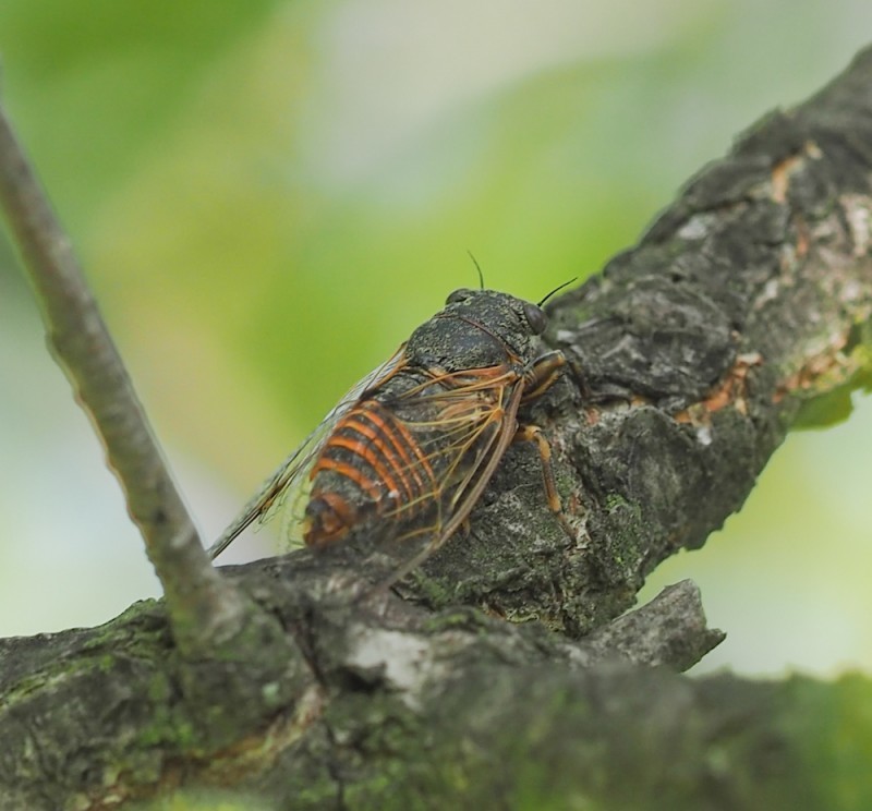 Oligoglena tibialis