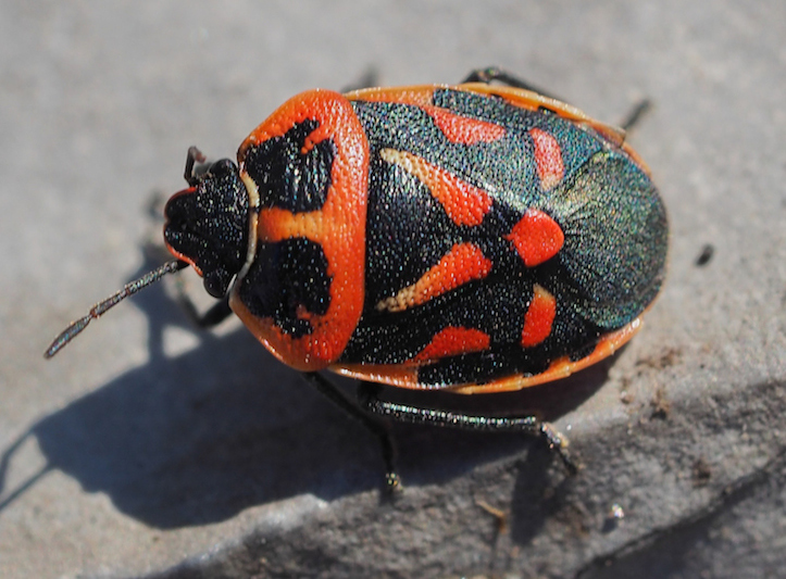 Eurydema fieberi