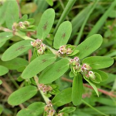 Euphorbia humistrata