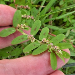 Euphorbia humistrata