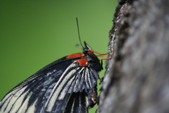 Chlosyne ehrenbergii