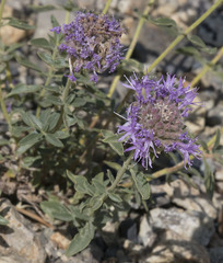 Monardella odoratissima glauca