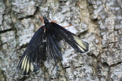 Chlosyne ehrenbergii