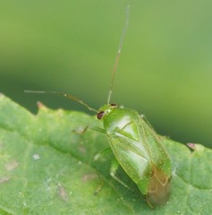 Apolygus spinolae