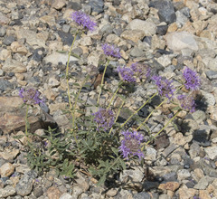 Monardella odoratissima glauca