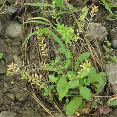 Rorippa sessiliflora