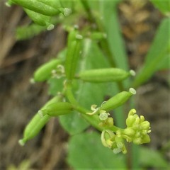 Rorippa sessiliflora