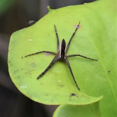 Pisaurina brevipes