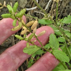 Rorippa sessiliflora