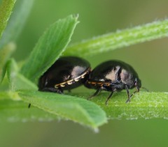 Coptosoma scutellatum