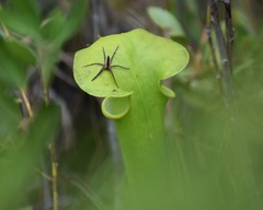 Pisaurina brevipes